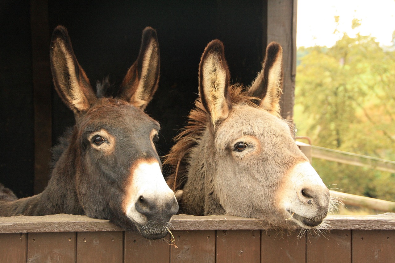 【e驴/e律宝是什么东西】