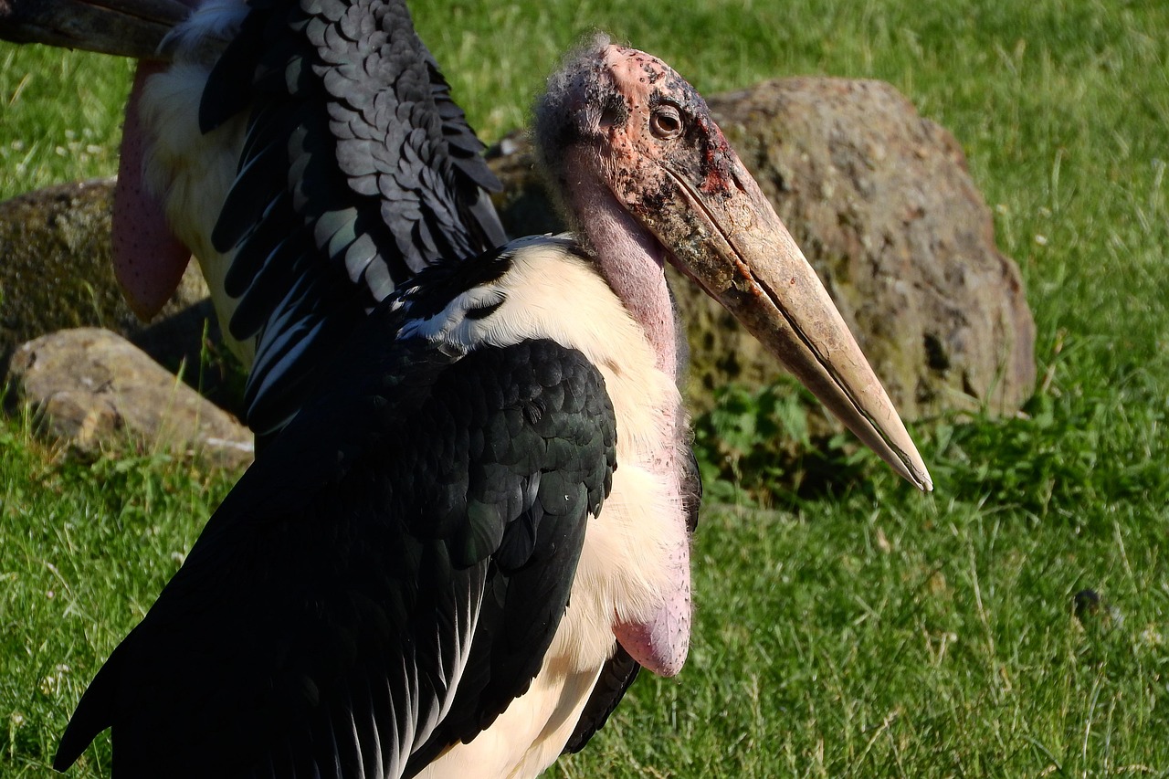 rav.ravenous