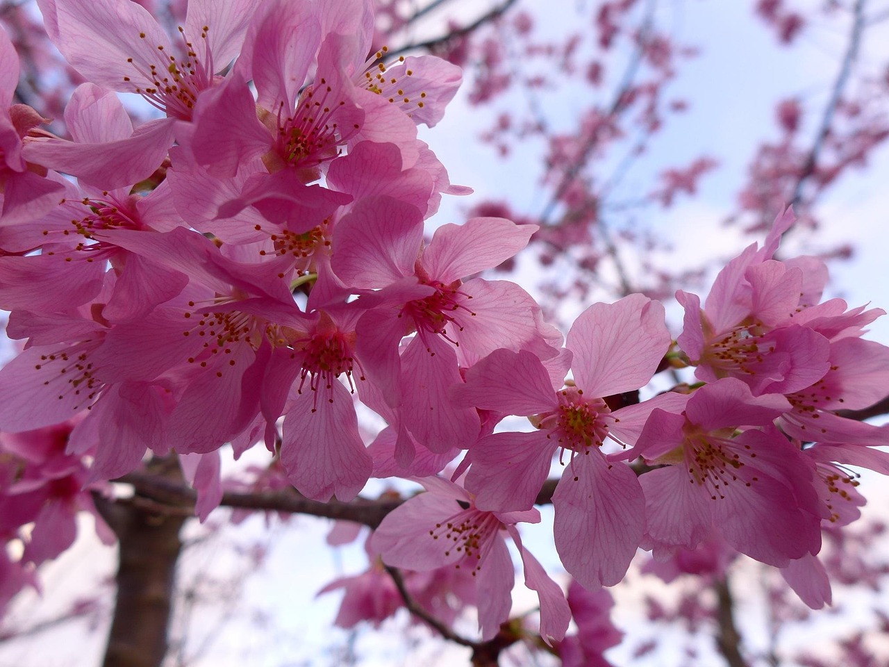 樱花代理〃樱花供货商 樱花代理〃樱花供货商