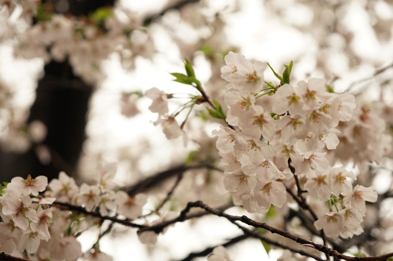 樱花代理〃樱花供货商 樱花代理〃樱花供货商